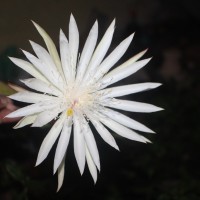 Epiphyllum